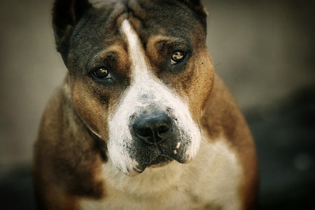 Pitbull
