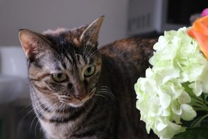 Rules of conduct for a person who wants to become a beloved owner for a cat.