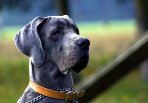 Scientists have revealed when a dog can forget its owner.