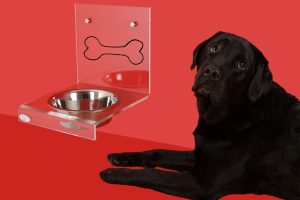Should you wash your dog’s bowl every day: a recommendation from canine experts.