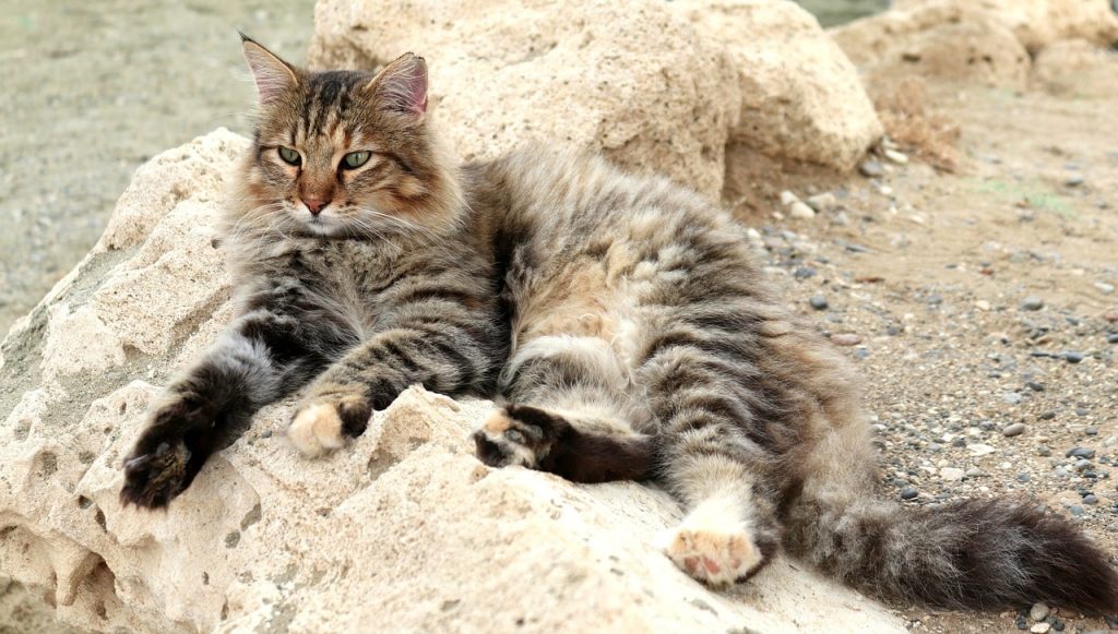 Signs of heatstroke in cats that few people know about.