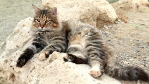 Signs of heatstroke in cats that few people know about.