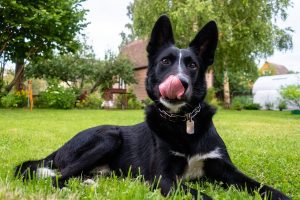 Symptoms of toothache in dogs: How to tell if your pet needs help?