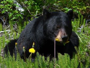 The black bear playing with a pumpkin has become an internet sensation.