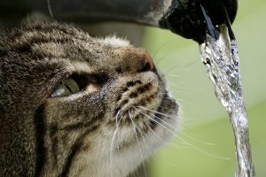 The cat refuses to drink water: simple ways to solve the problem.