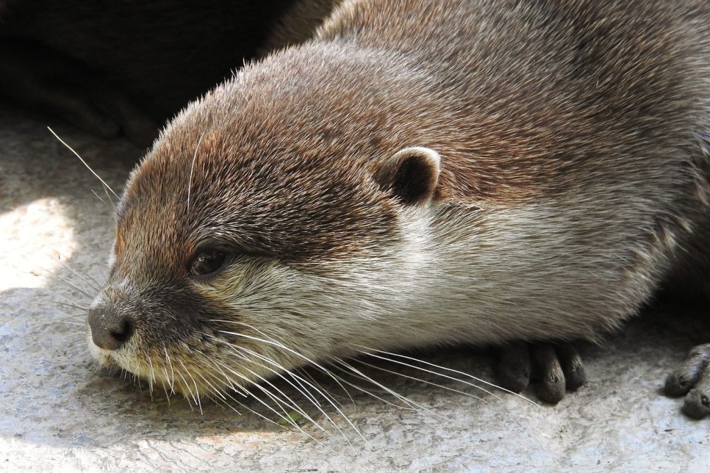 The otter got caught in an optical illusion of water falling.