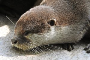 The otter got caught in an optical illusion of water falling.