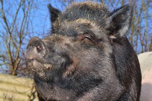 The runaway pig was lured back home by the police with fruit snacks.