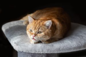 Things that annoy your cat the most.