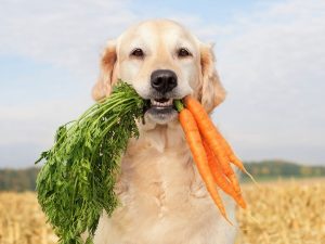 This cheeky dog roamed through the entire town and ate all the carrots.