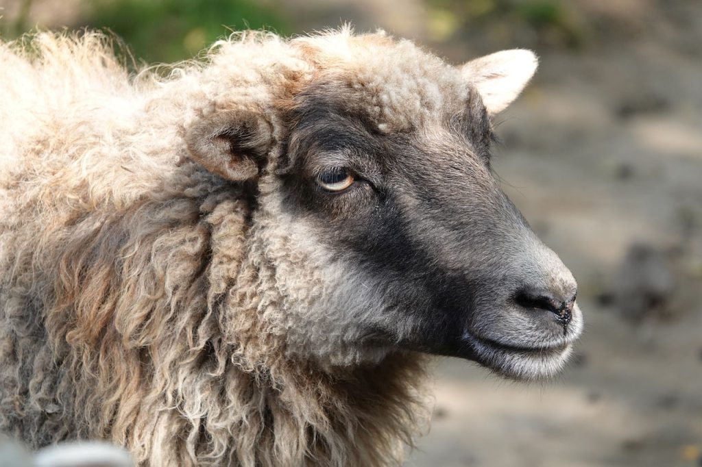 This sheep thinks she's a dog: the video boosts the mood by 200%.