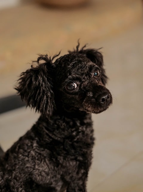 Toy Poodle