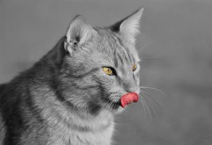 Unusual treats for cats that can be a beneficial addition to their main diet.
