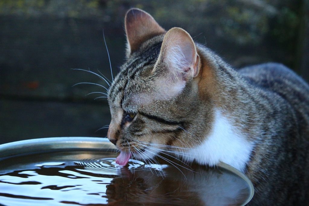 Veterinarians explained why some cats don't drink water at all.