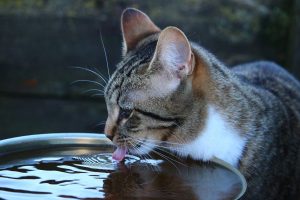 Veterinarians explained why some cats don’t drink water at all.