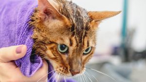 Veterinarians have explained how to bathe a cat properly to prevent the animal from getting scared.