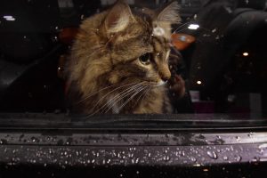 What to do if a cat keeps meowing in the car, and why does it happen?