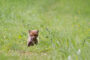 What to do if you find a fox cub or other baby woodland creatures?