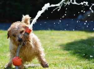 What type of water should you give a dog to drink?