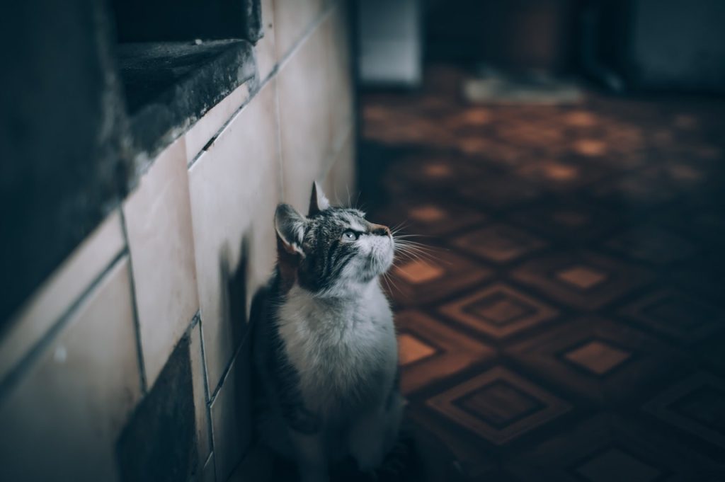 When a stranger's cat enters your home: what do folk omens say about it?