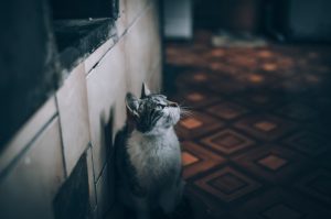 When a stranger’s cat enters your home: what do folk omens say about it?