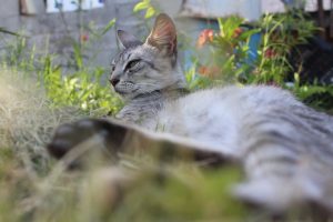 Whose cat? What to do if neighbor’s pets trespass onto your property?