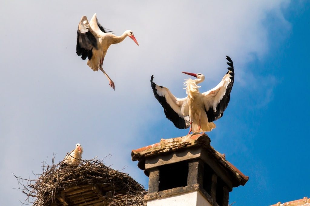 Why birds build their nests on balconies or near your house: folk omens.