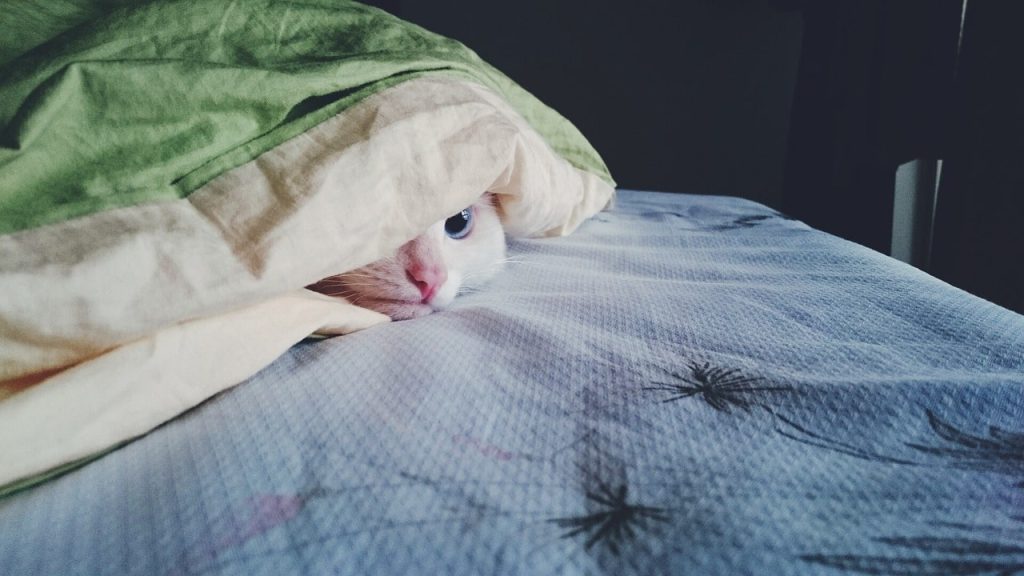 Why do cats enjoy waking people up early in the morning: at least three reasons.