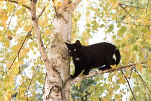 Why do cats often get “stuck” in trees and how can you help them?