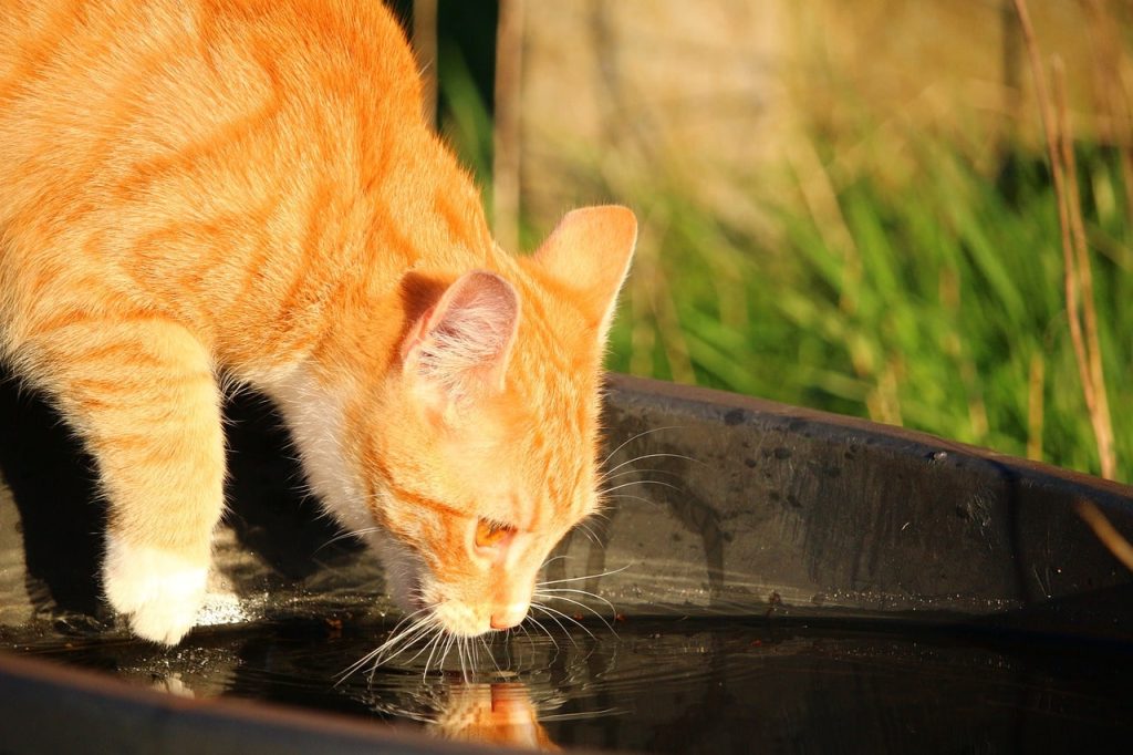 Why do cats paw at the water before they start drinking?