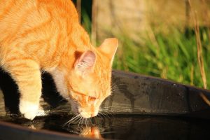 Why do cats paw at the water before they start drinking?