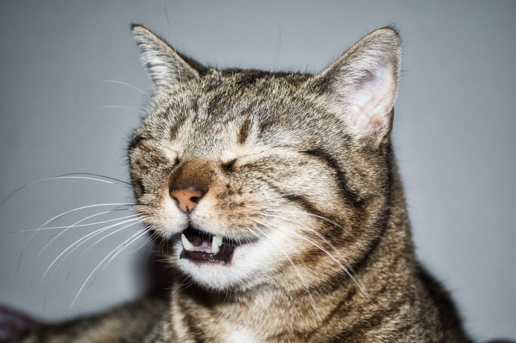 Why do cats sneeze: common causes and when to seek veterinary attention?