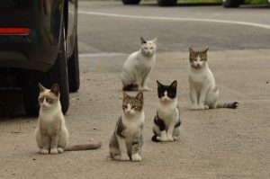 Why is it dangerous to pet stray animals?