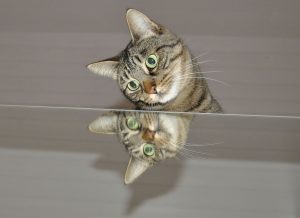 You never guessed: what cats see when they look in the mirror.