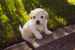 5 Tips for Future and Current Puppy Owners to Raise Wonderful Dogs.