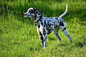 8 Dog Breeds That Change Color (With Videos).