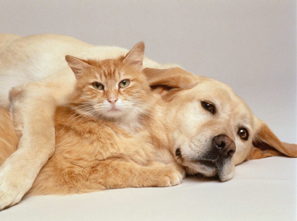 A Day in the Life of a Cat and a Dog Through Their Eyes.