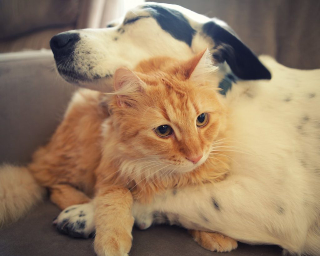 Amazing things that will happen to your body when you get a pet at home.