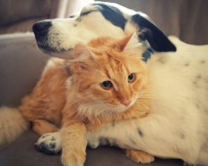 Amazing things that will happen to your body when you get a pet at home.