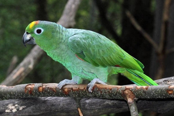 Amazon Parrot