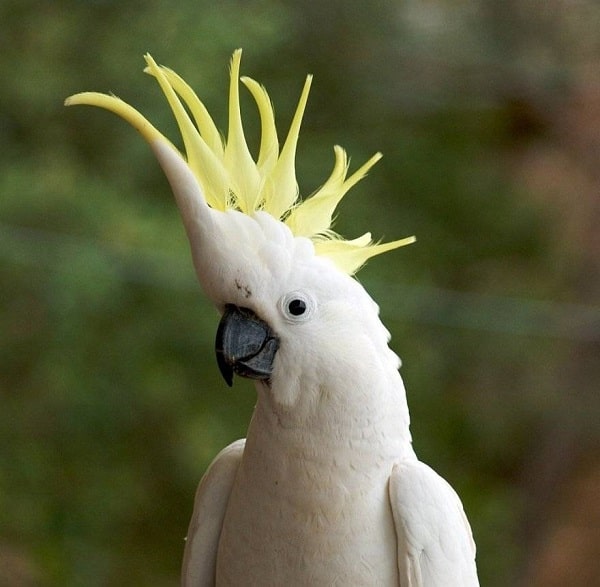 Cockatoo