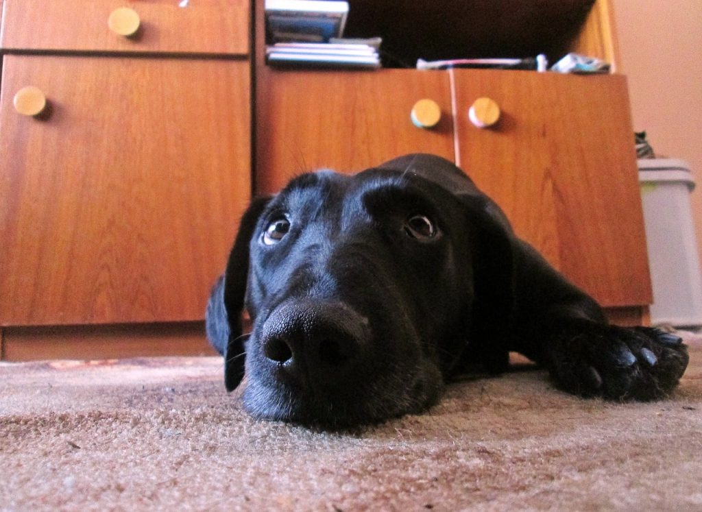 Do dogs feel embarrassed? Many pet owners answer this question incorrectly.