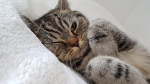 Ear diseases in cats: why does a cat shake its head and press its ear?