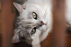 How often should you bathe your pet cats?