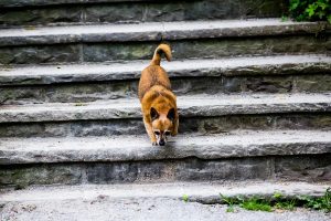 How Old Before A Puppy Can Go Up/Down Stairs? (Vet Tech Explains)