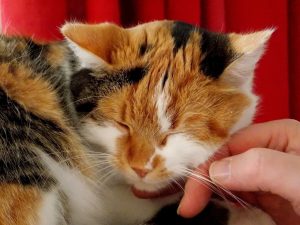 How to apologize to a cat if you have hurt her?