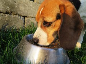 How to choose the right dog food?