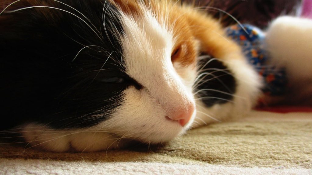 How to stop a cat from waking you up in the middle of the night: clever methods.