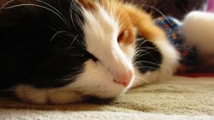 How to stop a cat from waking you up in the middle of the night: clever methods.