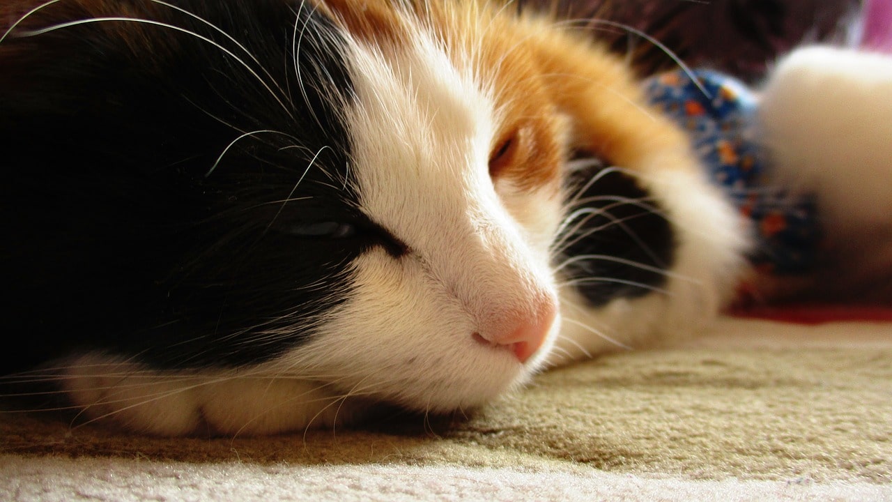 Fresh Look at How To Stop A Cat From Waking You Up In